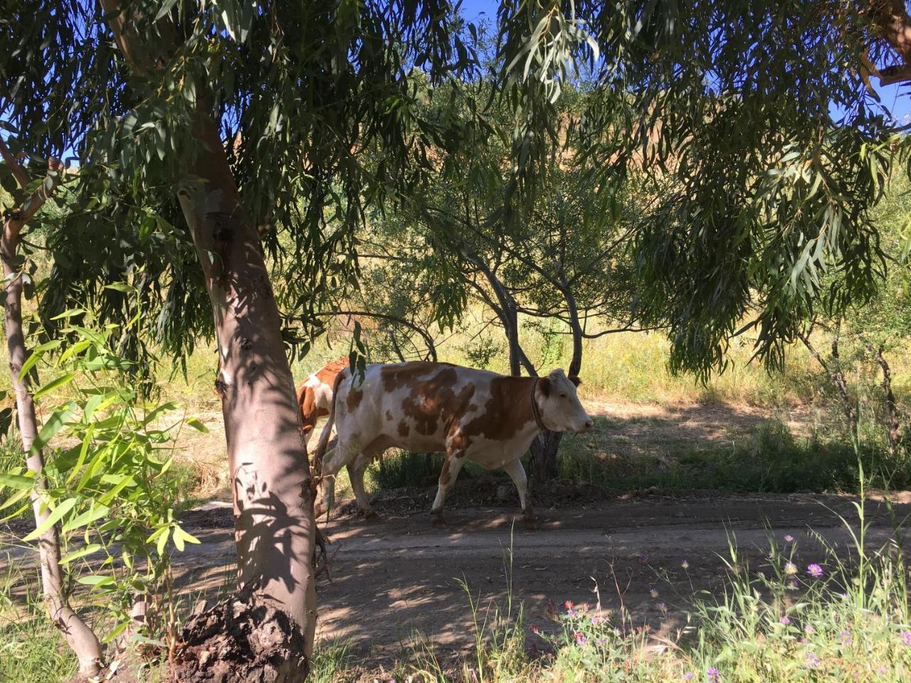 Don Giacchi Country House Καταντζάρο Εξωτερικό φωτογραφία
